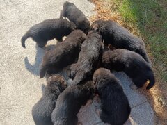 Catei 4 femele si 4 masculi